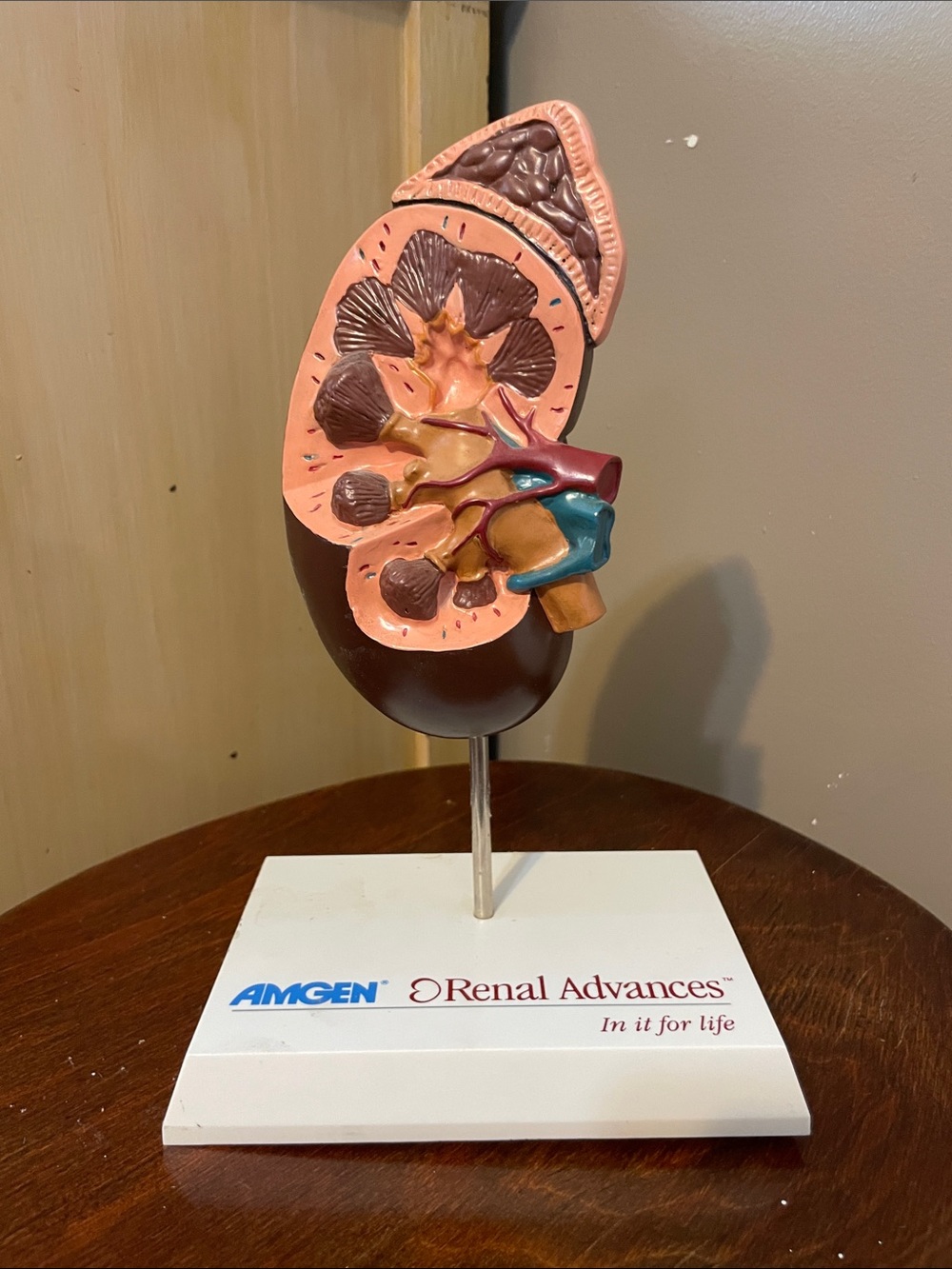AMGEN Renal Advances Anatomical Kidney Model